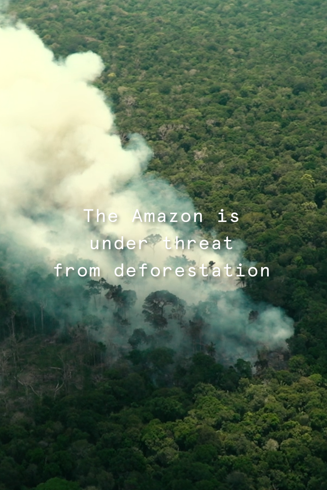 Earth Day 2021 Stella x Greenpeace fights to end Amazon deforestation